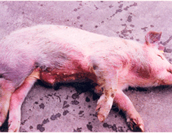 사진3) 돼지열병에 감염되어 귀, 주둥이, 목, 복부, 후지에 피부 발적을 보이는 돼지 이미지