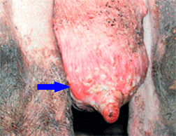 돼지의 유방에 생긴 수포 및 수포 파열로 인한 상피탈락 이미지