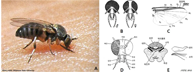 그림 7-1. 먹파리(성충)의 형태. (A)흡혈을 시도 중인 성충; (B)수컷과 암컷의 겹눈; (C)날개와 시맥; (D)머리와 부속지; (E)구기(mouth parts)의 단면 및 대악과 소악의 형태