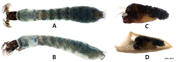 그림 7-2. 줄무늬먹파리(Simulium japonicum). (A)유충(larva), 등면(dorsal aspect); (B)유충, 측면(lateral aspect); (C)번데기(pupa), 측면; (D)번데기집(cocoon), 측면
