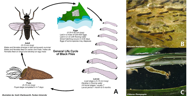 그림 7-3. 먹파리의 생활사(A)와  먹파리 유충의 대표 서식환경-물속의 돌(B), 수초(C)