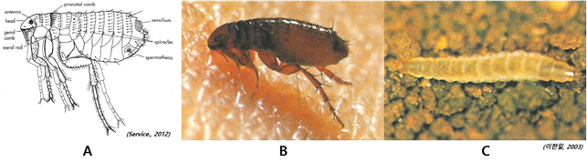 그림 3-1. 벼룩의 형태. (A)성충의 외부형태; (B)흡혈중인 고양이벼룩 암컷; (C)유충(등면)
