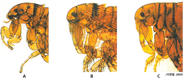 그림 3-2. 벼룩의 종류, 즐치벼룩(A, B)과 무즐치벼룩(C). (A)고양이벼룩; (B)개벼룩; (C)사람벼룩