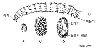 그림 3-4. 벼룩의 발육단계별 형태. (A)알; (B)유충; 번데기의 표면(C)과 내부(D)