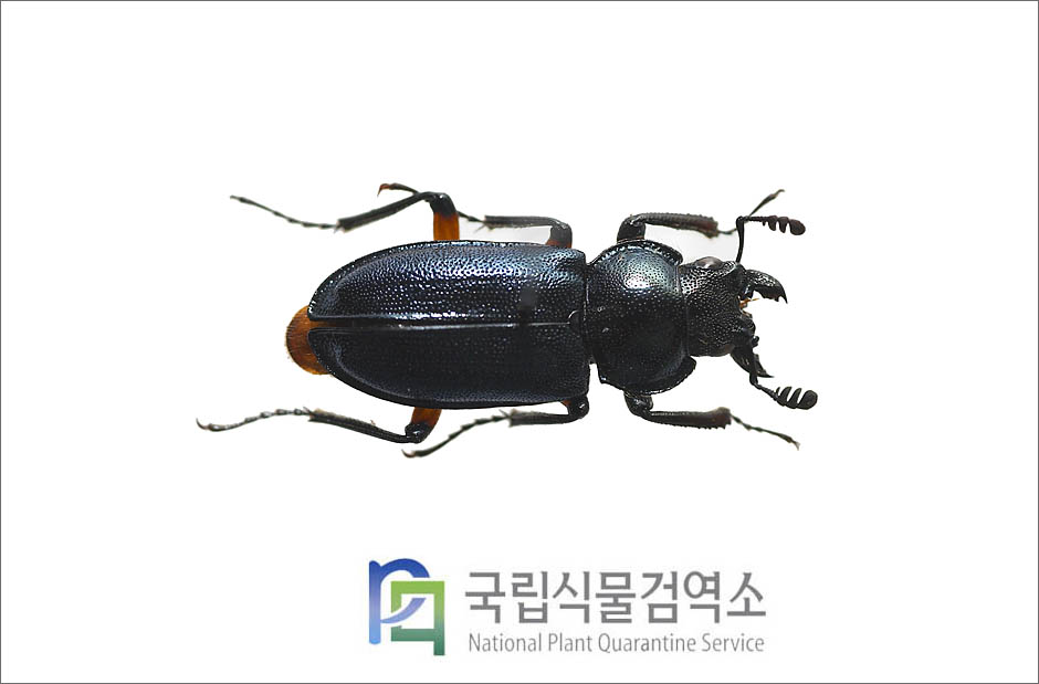 원표애보라사슴벌레(Platycerus hongwonpyoi Imura et Choe) 수컷